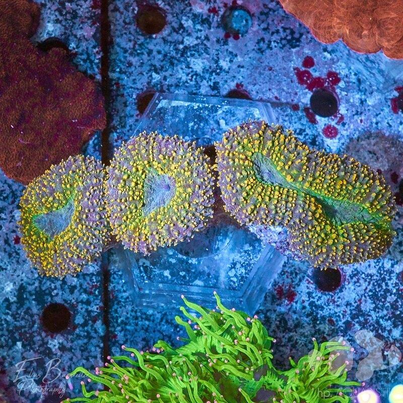 Lobophyllia 24k